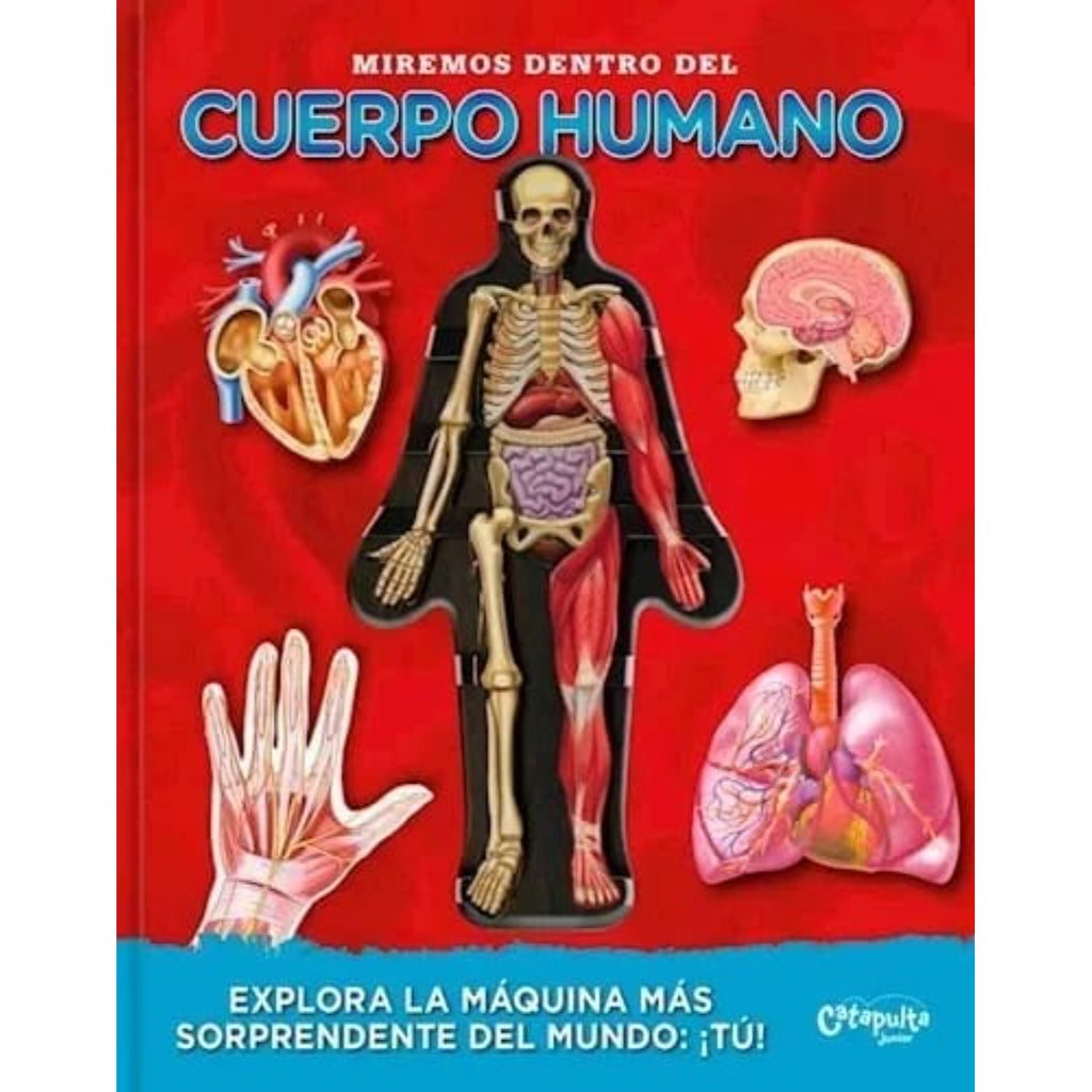 Miremos Dentro Del Cuerpo Humano