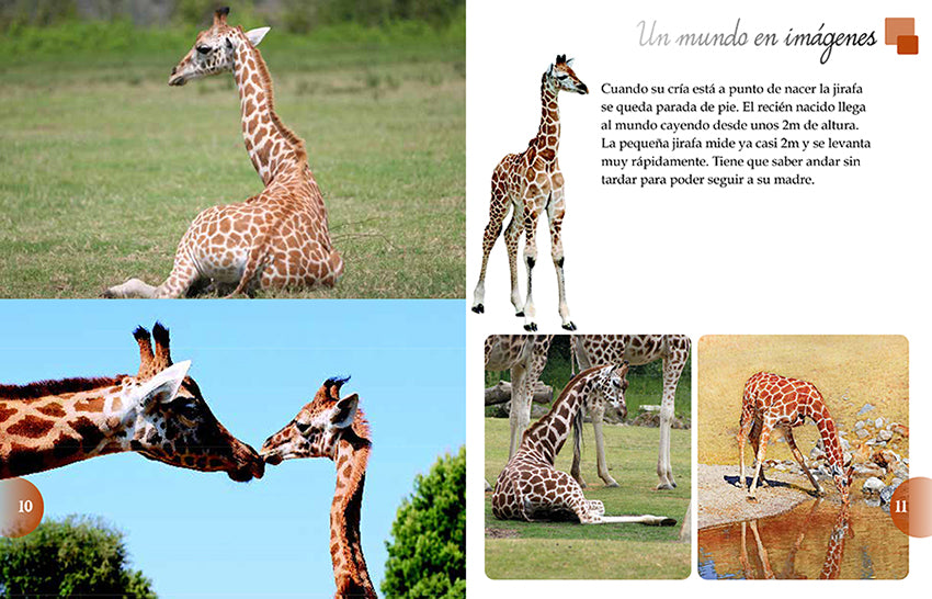 Los Animales Del Mundo