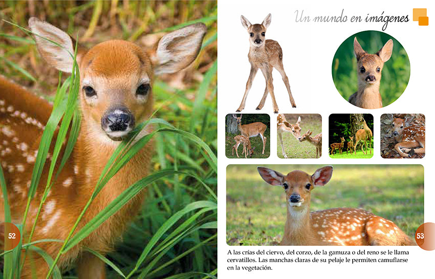 Los Animales Del Mundo